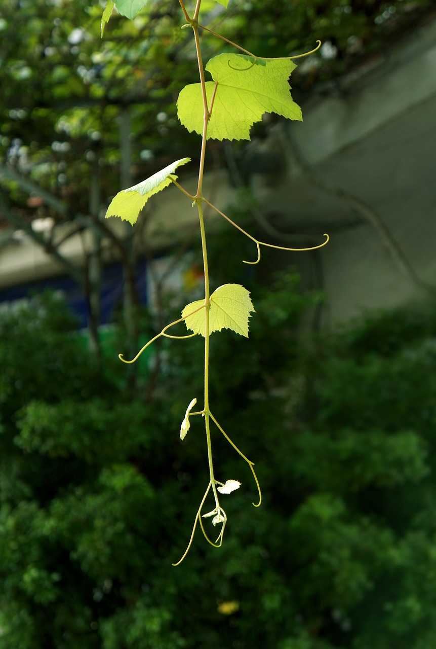 grape leaves green bud free photo