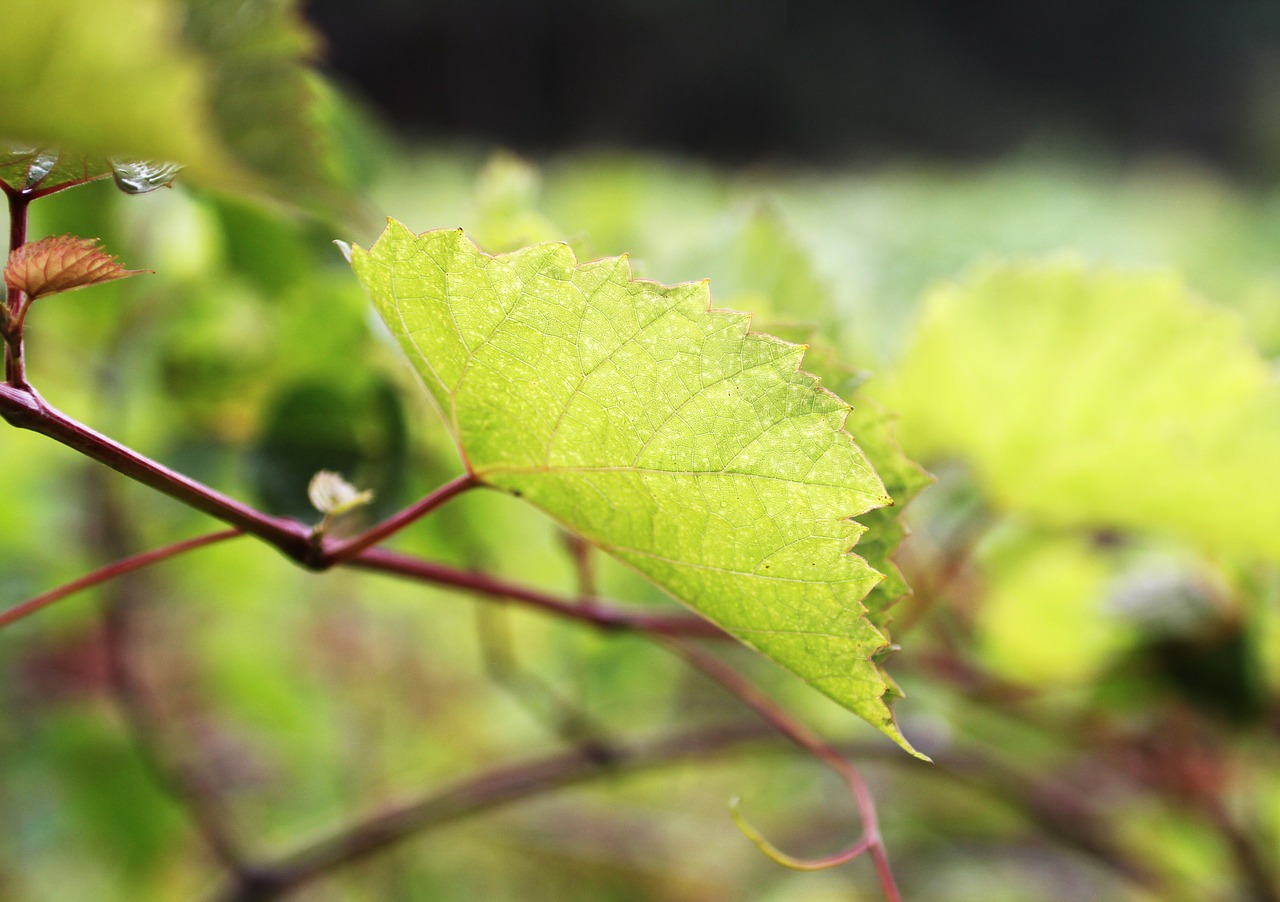 grape parreral grape leaf grape branch free photo