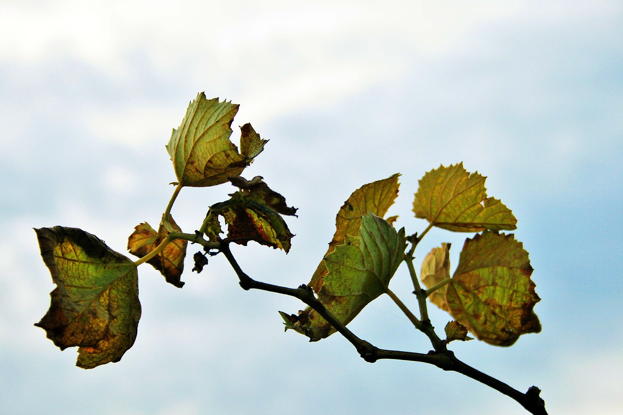 grape vine vine leaves free photo