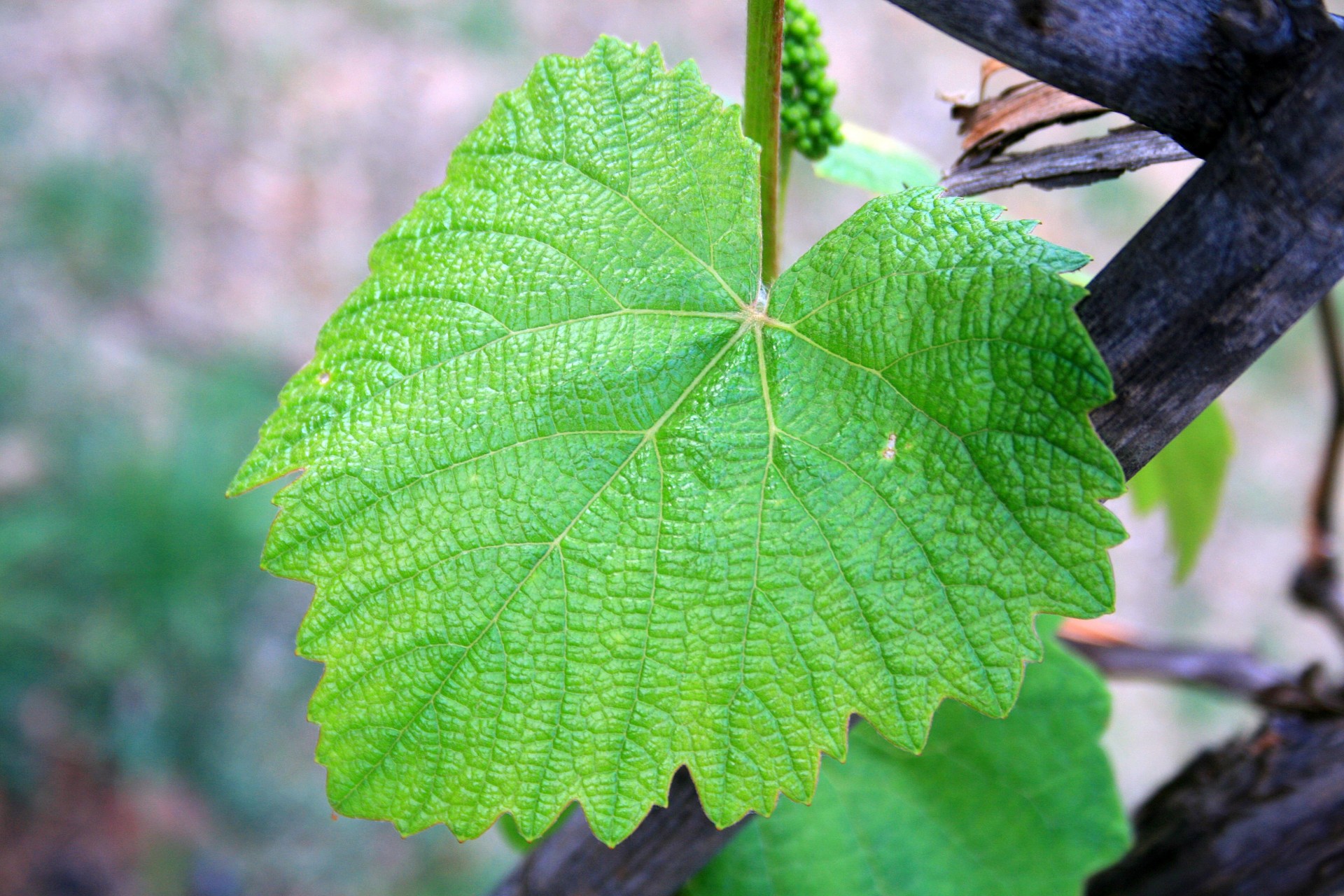 leaf green textured free photo