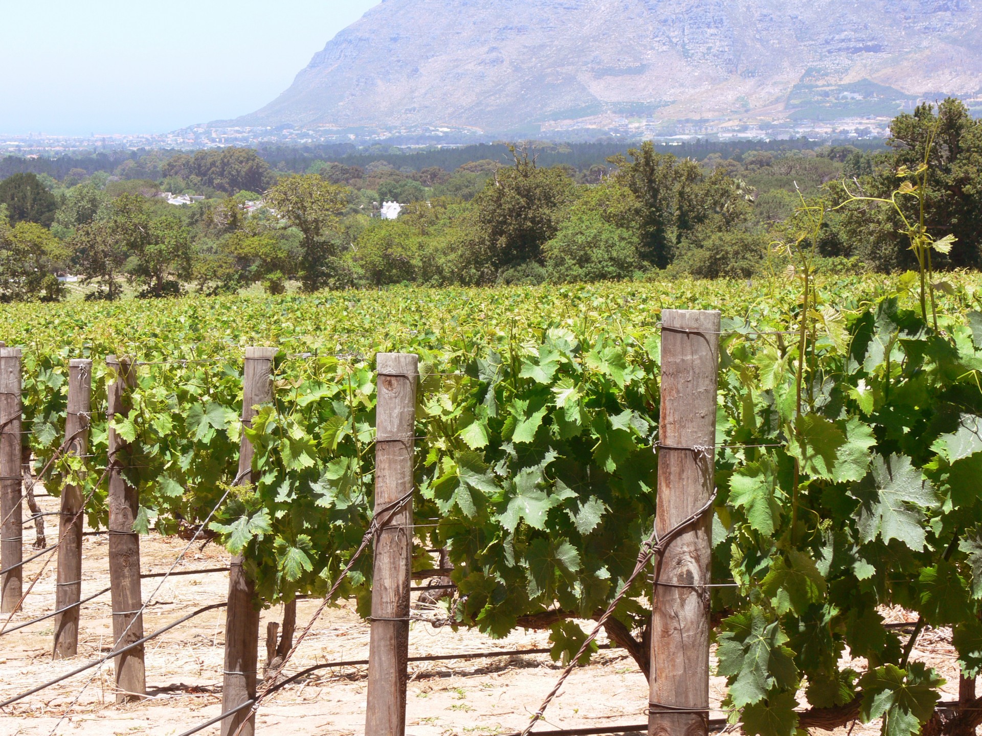 grape vines vineyard cape town free photo