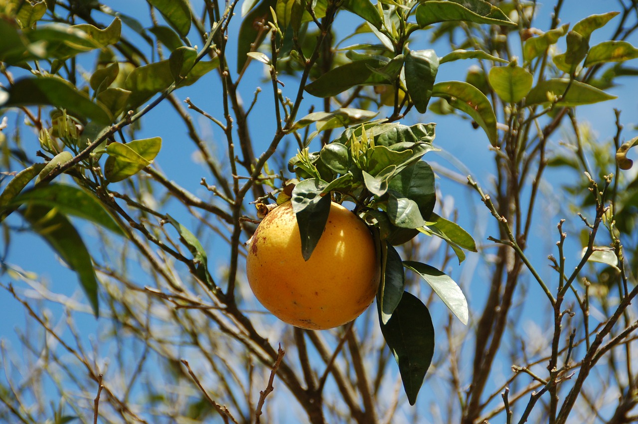 grapefruit pomelo citrus free photo