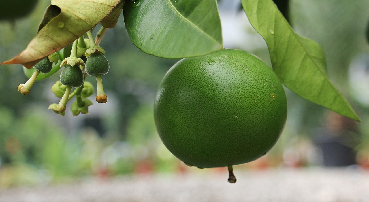 grapefruit fruit food free photo