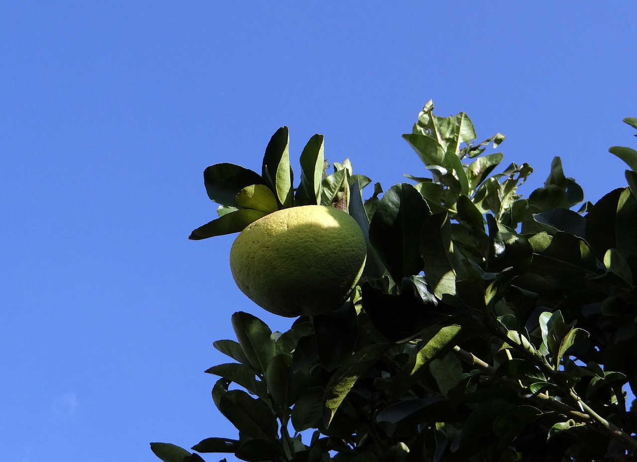 grapefruit citrus fruit vitamin c free photo
