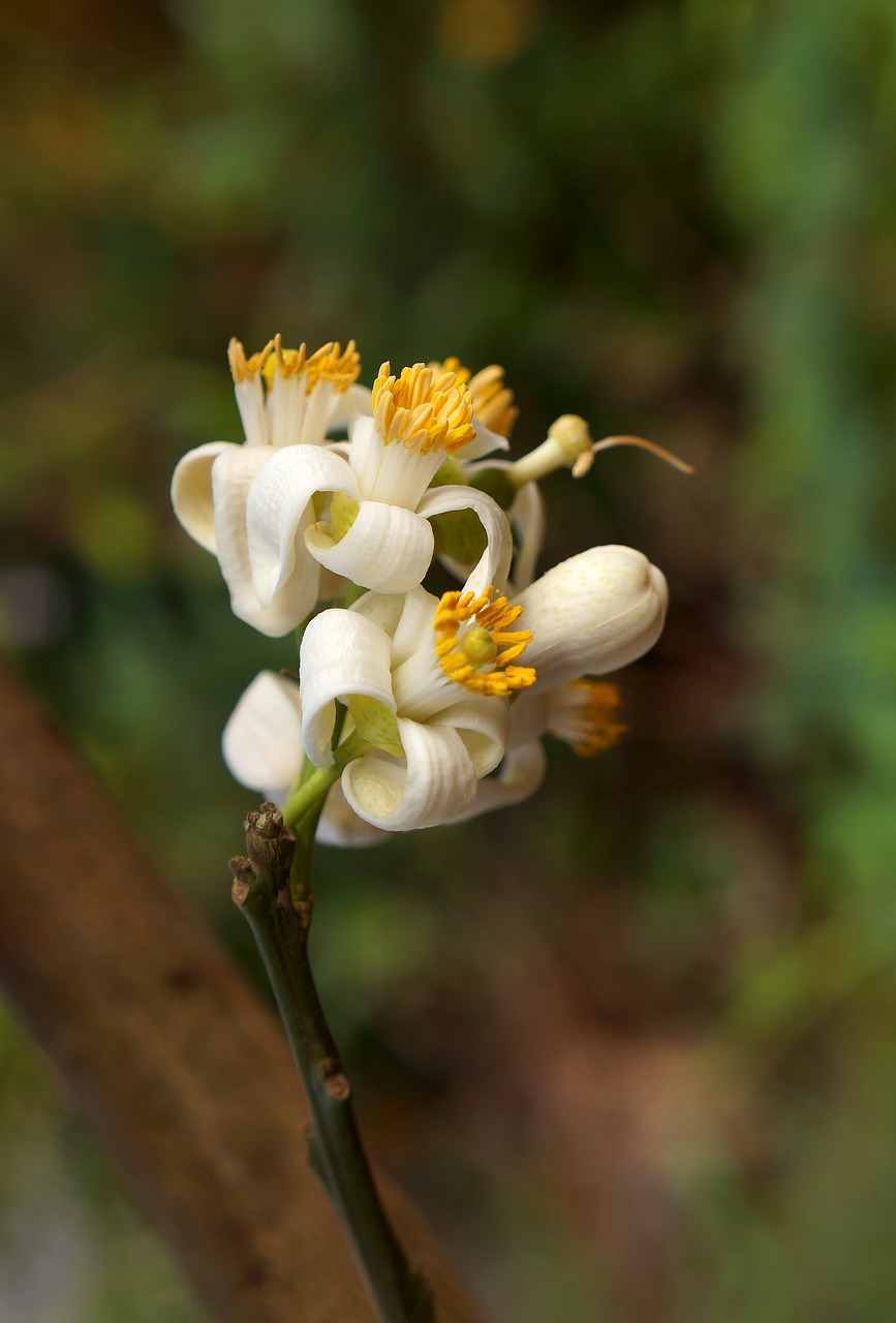 grapefruit bunches of flowers white flowers free photo