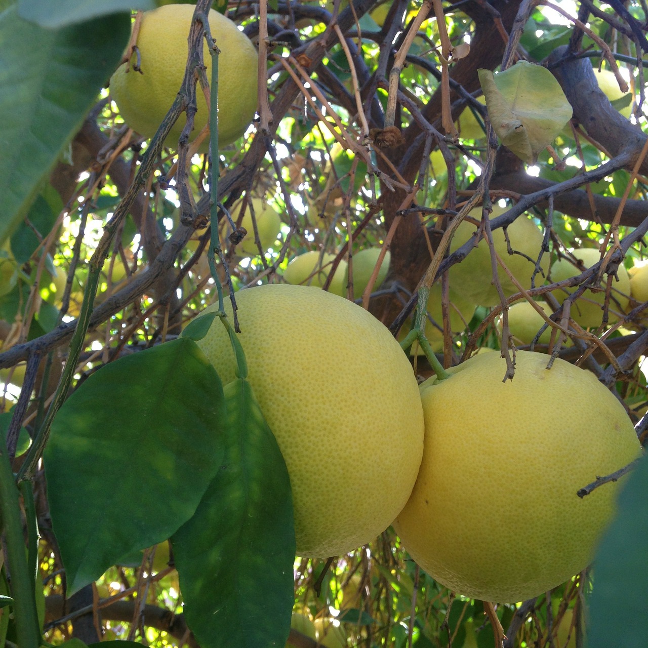 grapefruit grapefruit tree citrus fruit free photo