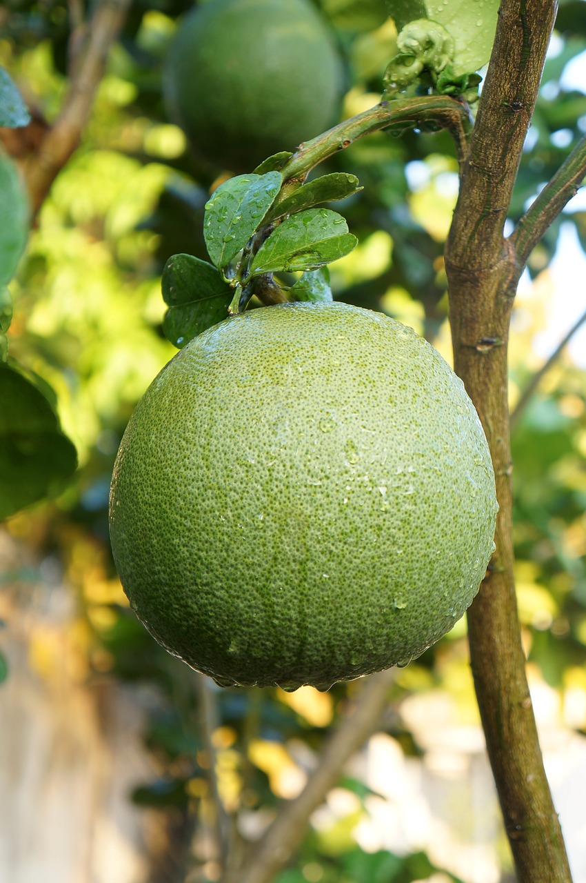 grapefruit  green skin pomelo grapefruit  fruits free photo