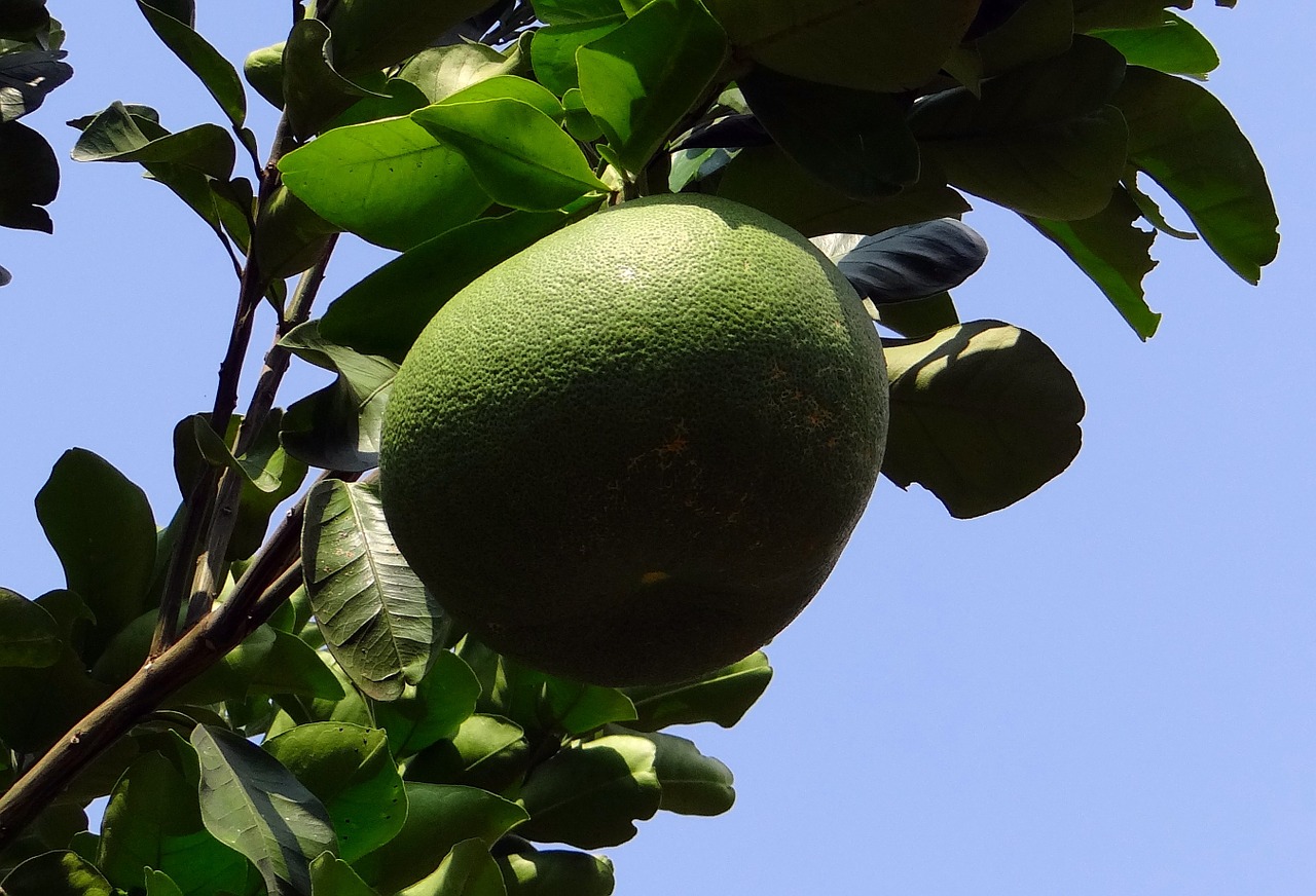 grapefruit citrus paradisi subtropical free photo