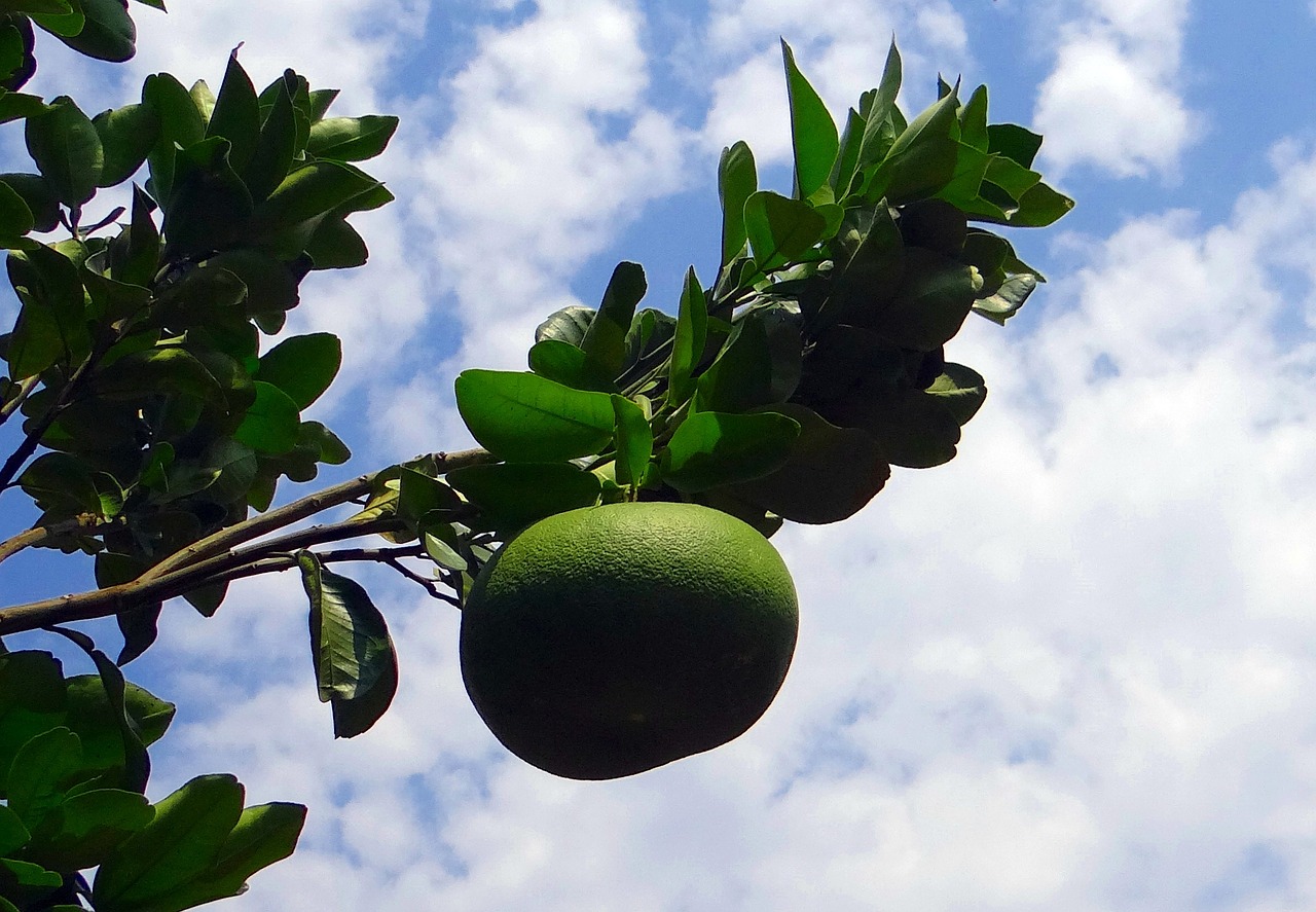 grapefruit citrus paradisi subtropical free photo