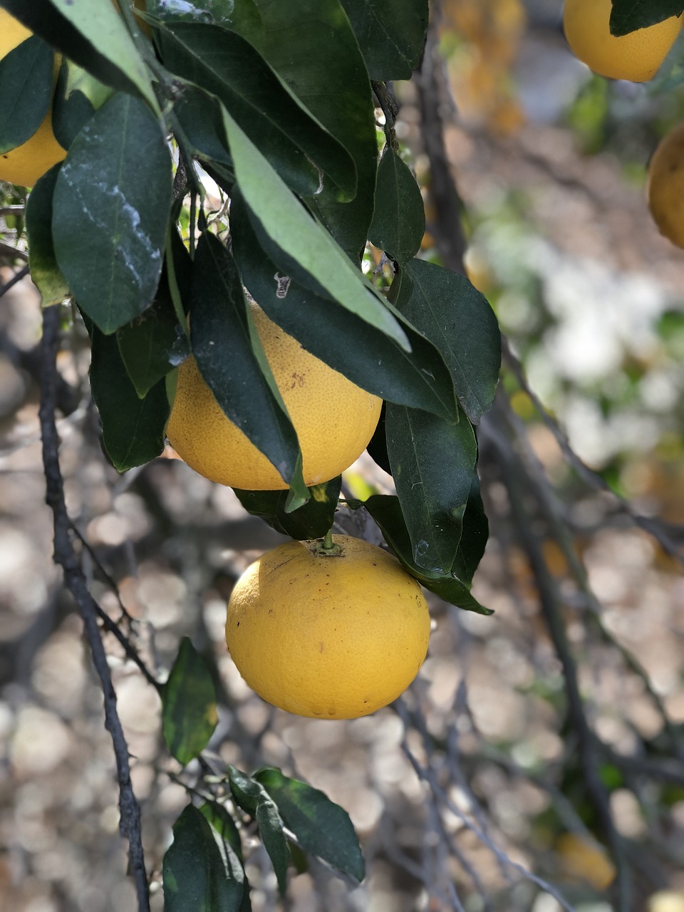 grapefruit  tree  nature free photo