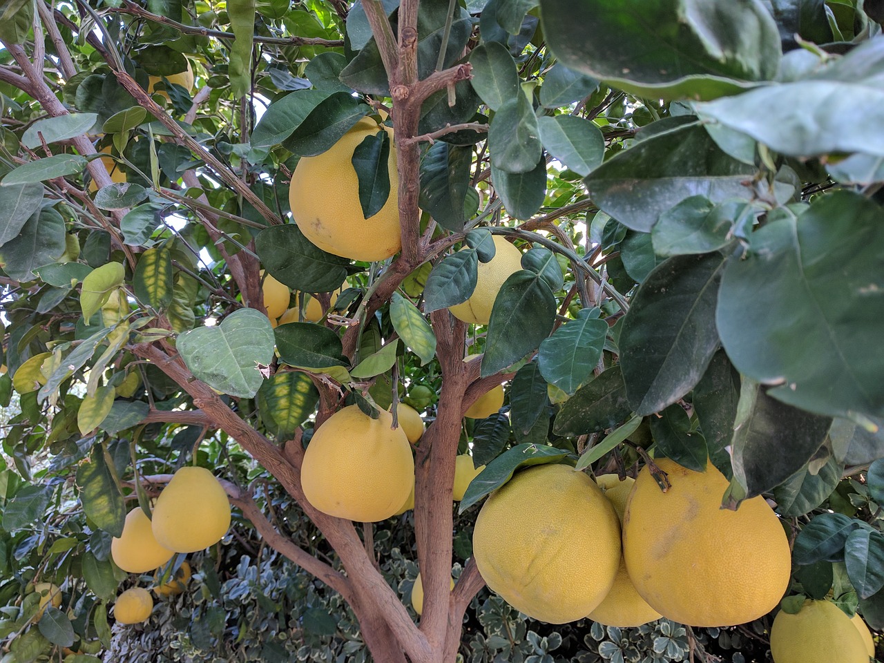 grapefruits tree plants free photo
