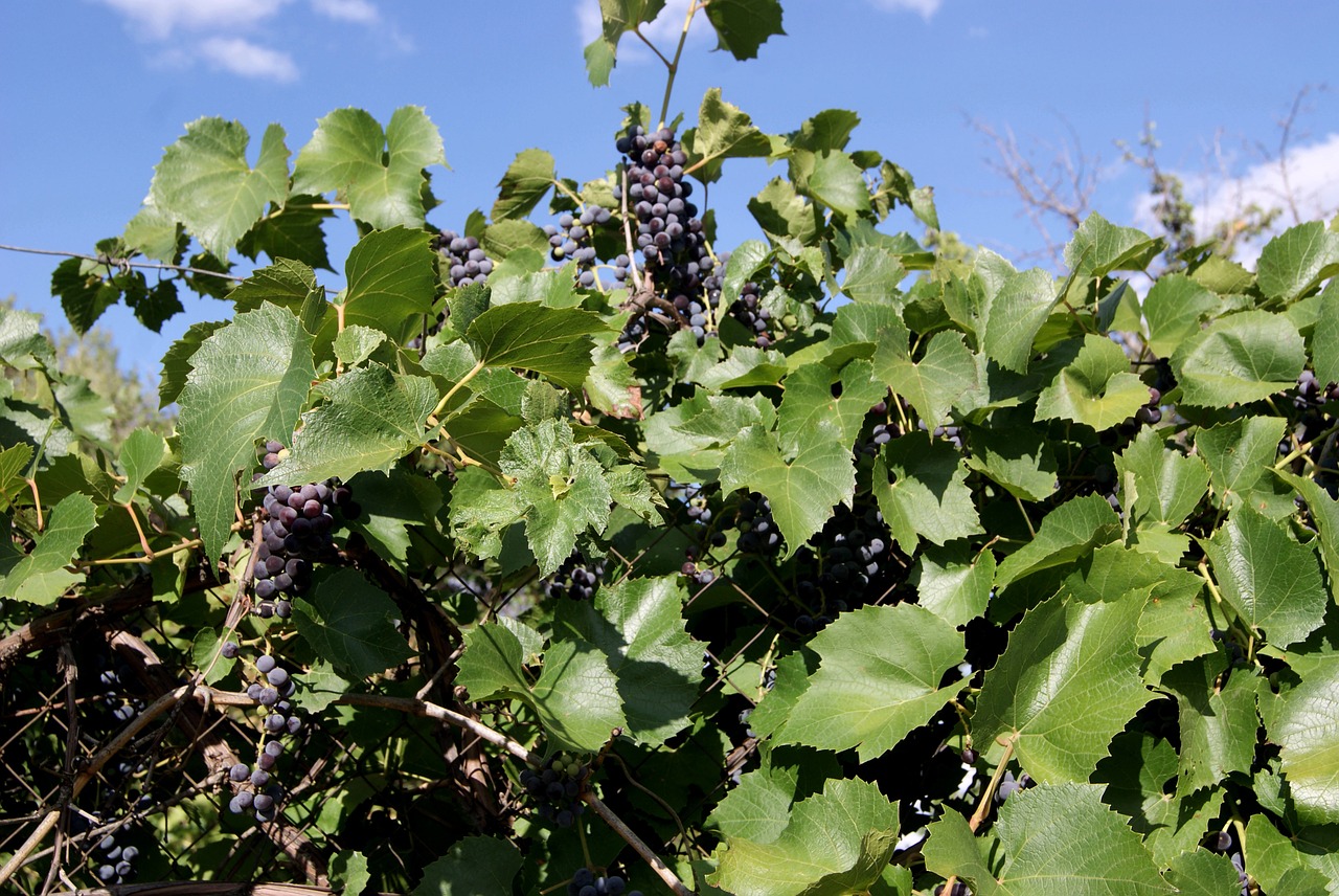 grapes green a bunch of free photo