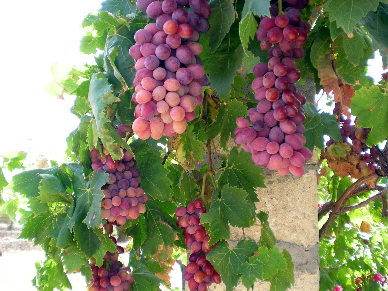 grapes grape vine free photo