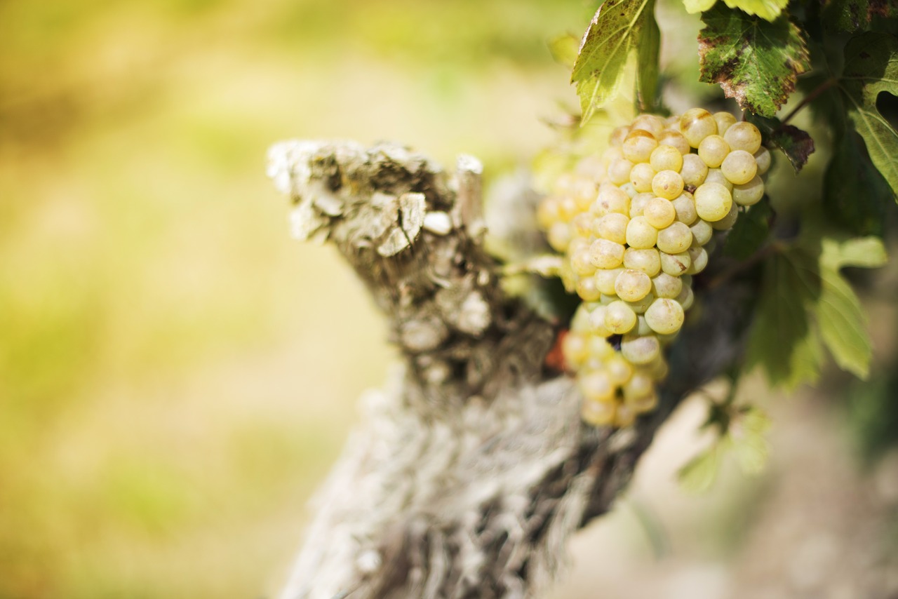 grapes vineyard fruit free photo