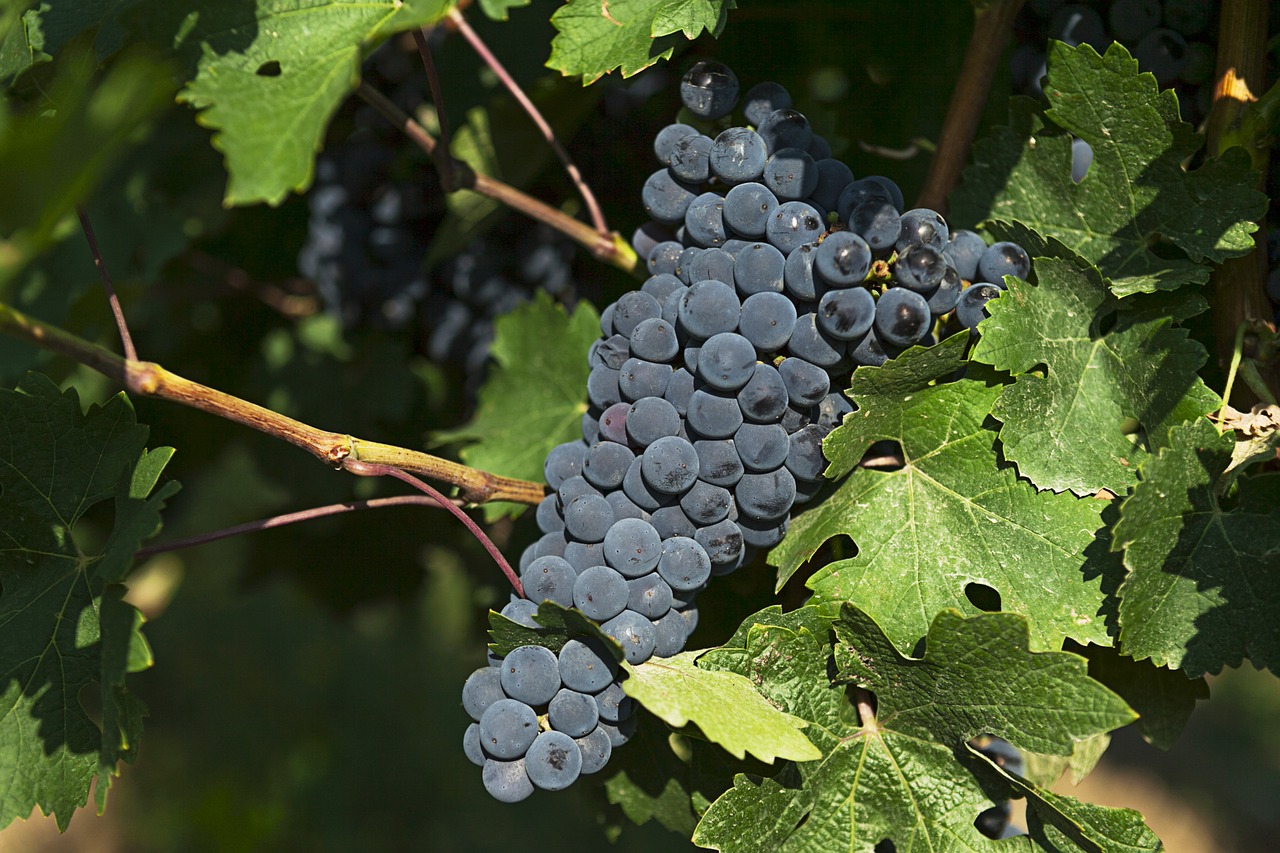 grapes vineyard fruit free photo