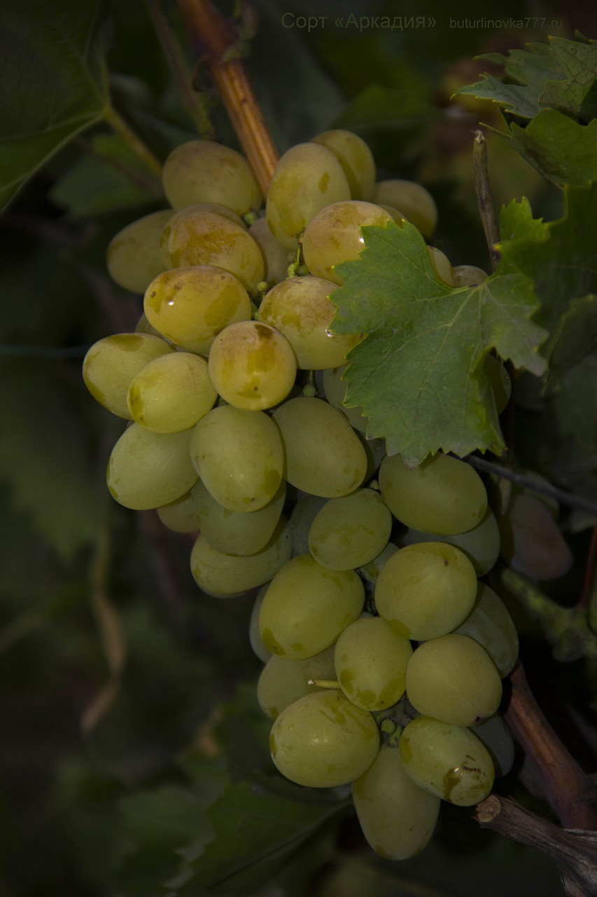 grapes arcadia grade free photo