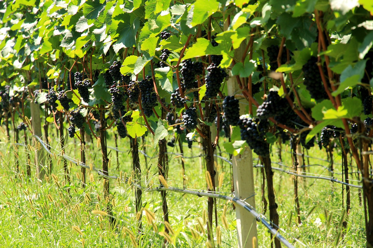 grapes wine vine free photo