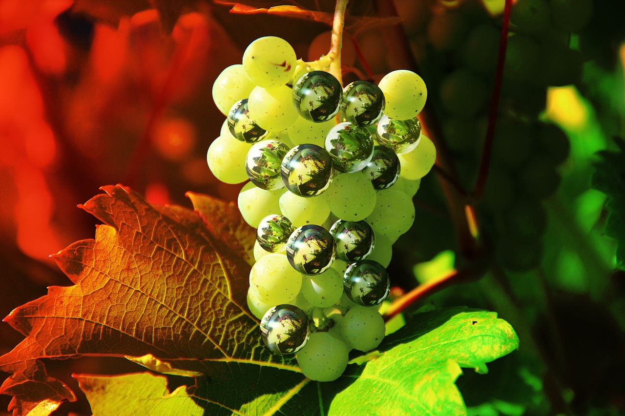 grapes digitally altered photoshop free photo
