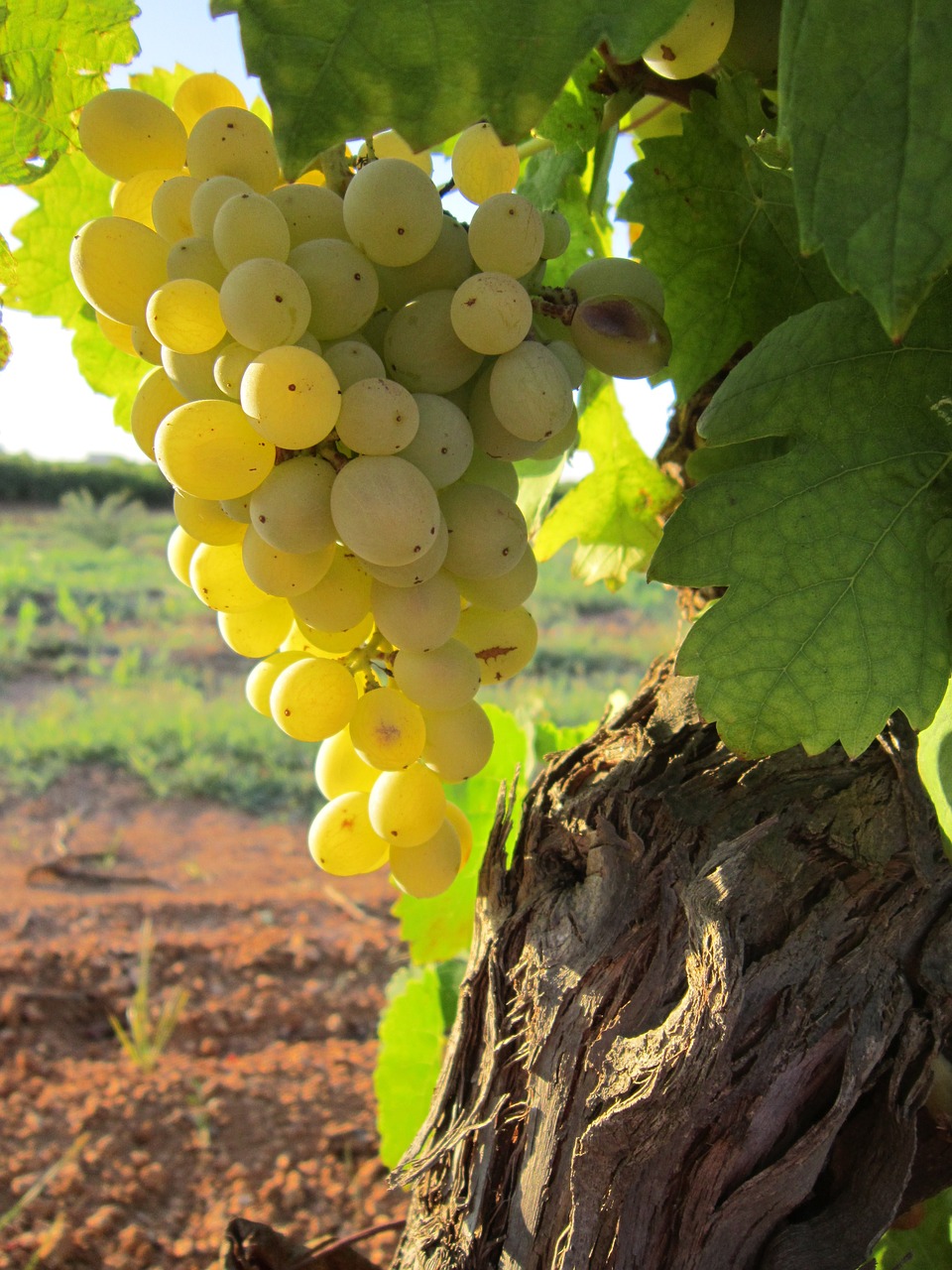 grapes sun plant free photo