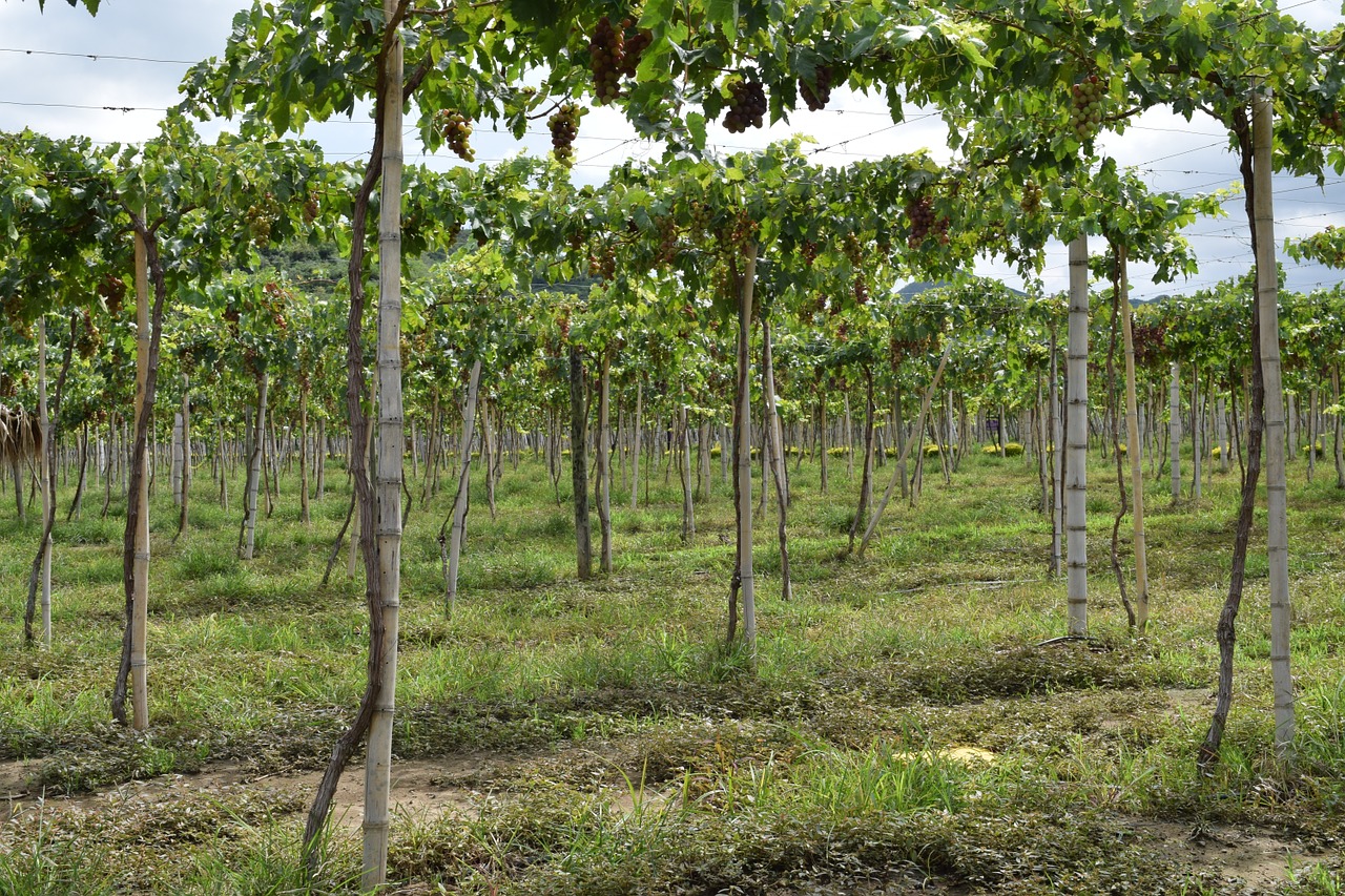 grapes vineyard colombia free photo