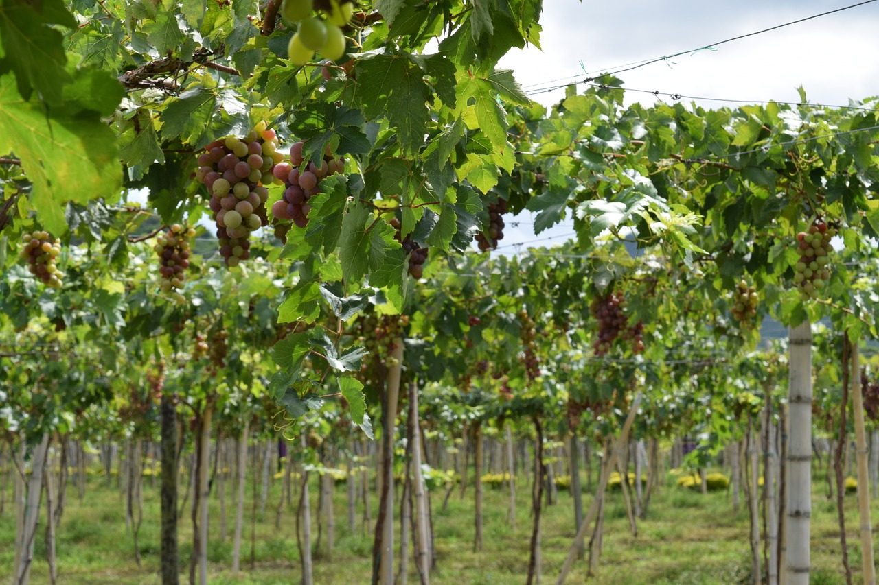 grapes vineyard colombia free photo