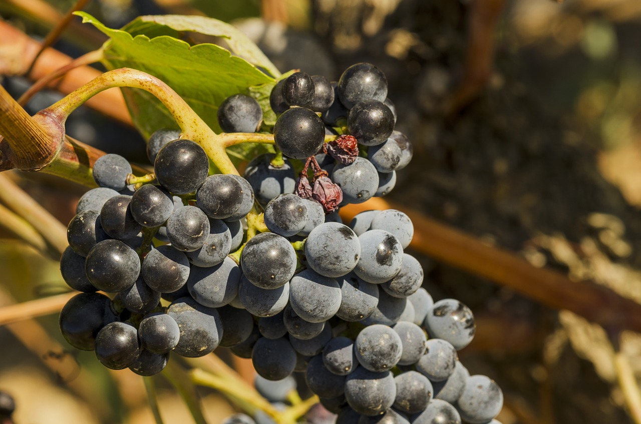 grapes vineyard fruit free photo