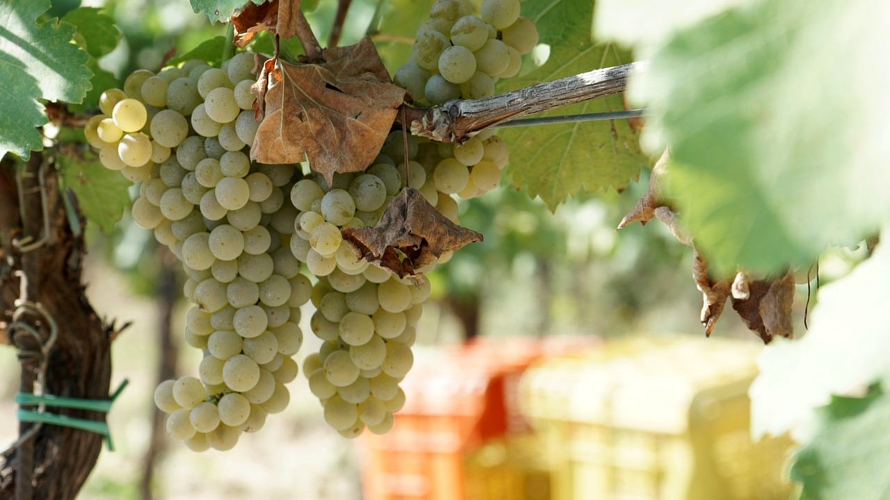 grapes wine vinotoscano free photo