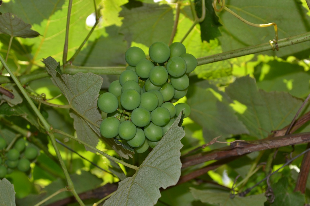 grapes vine cluster free photo