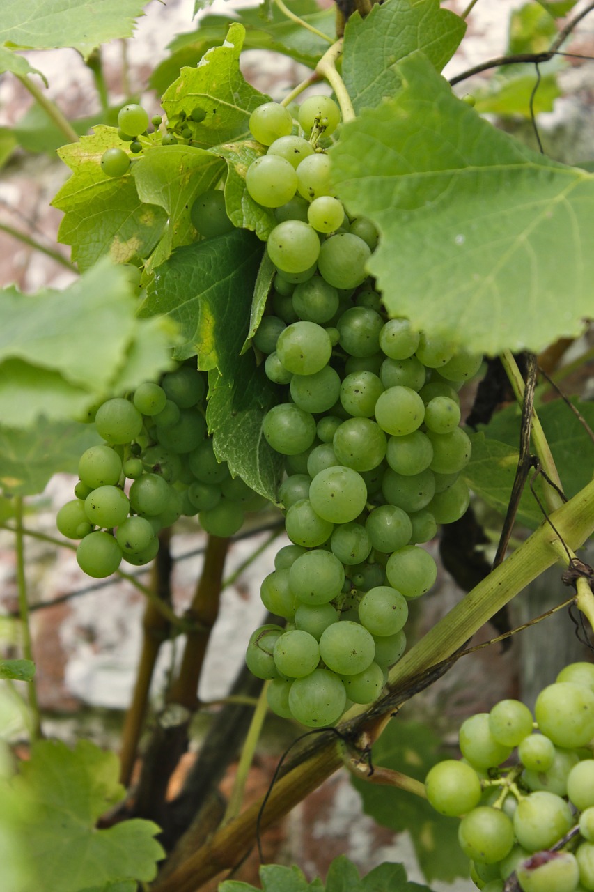 grapes green leaves free photo