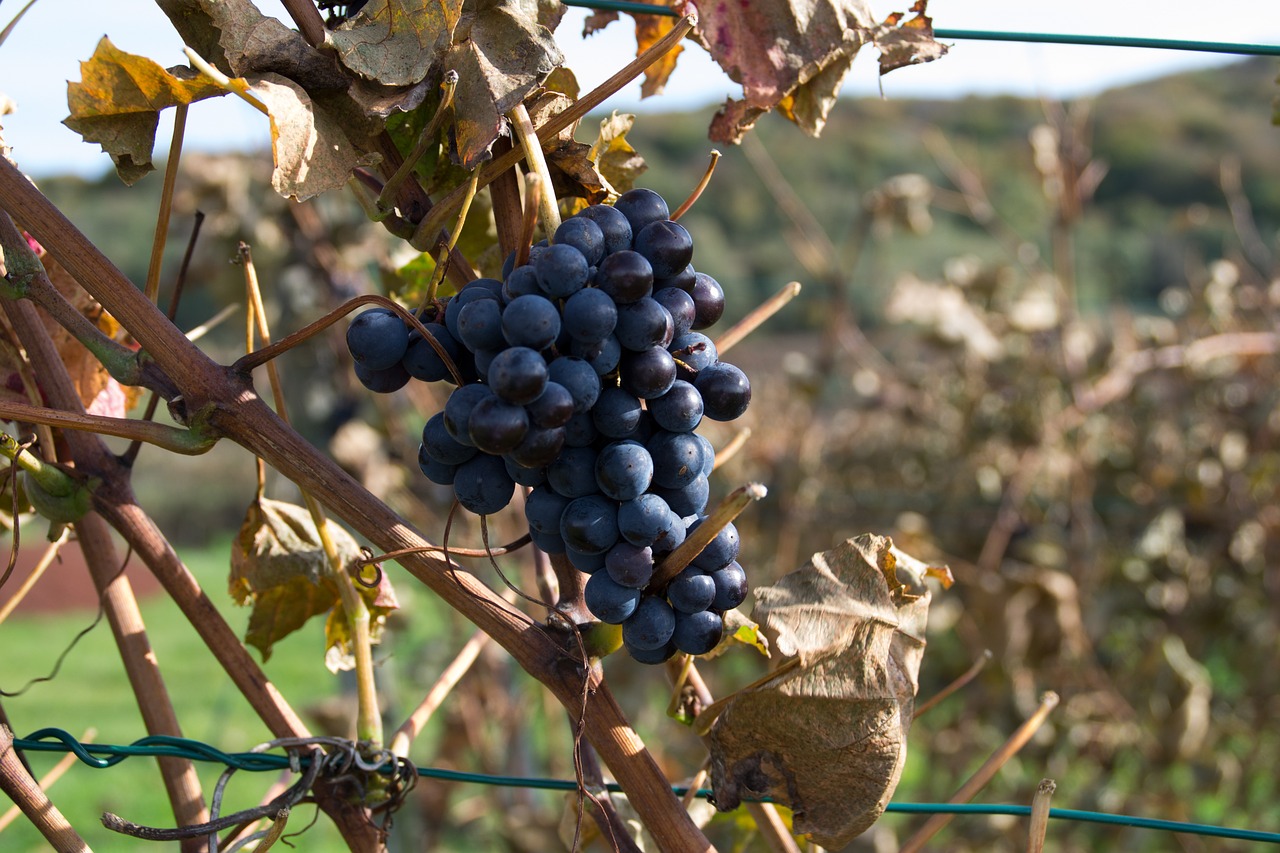 grapes vines fruit free photo