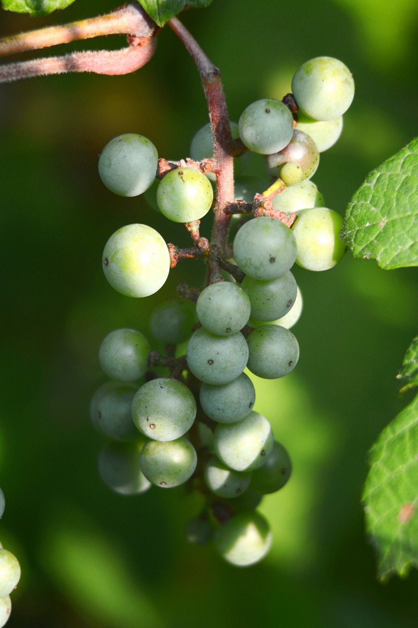 grapes vine wine free photo