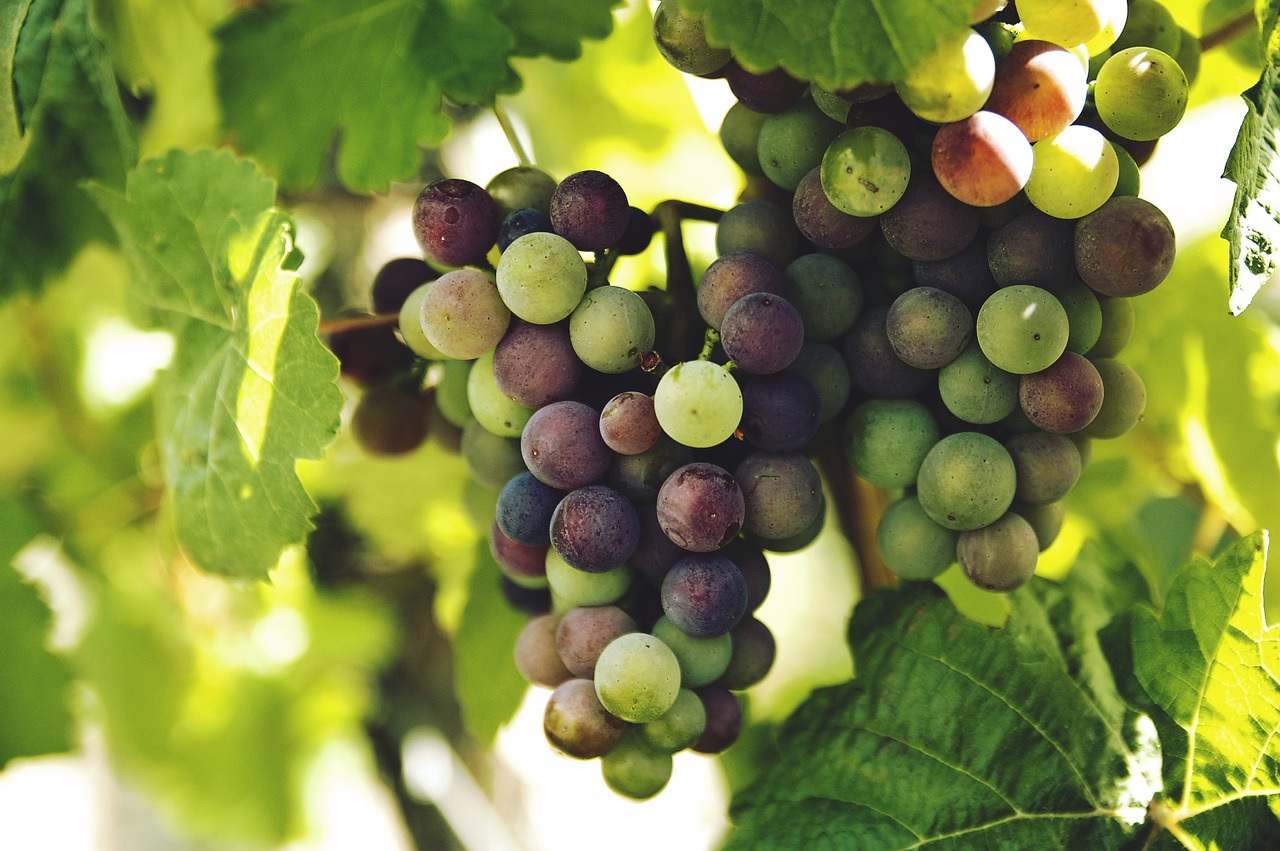 grapes vine fruit free photo