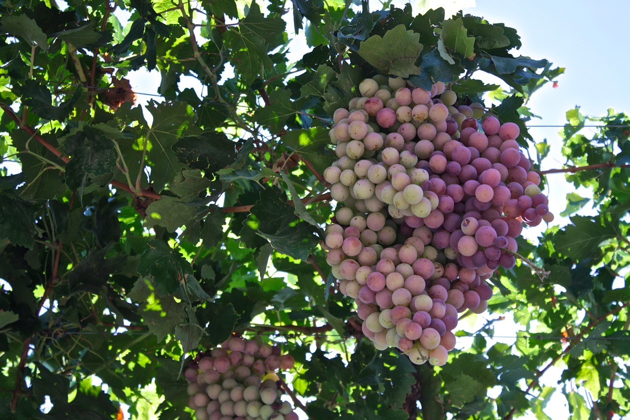 grapes vineyard winery free photo