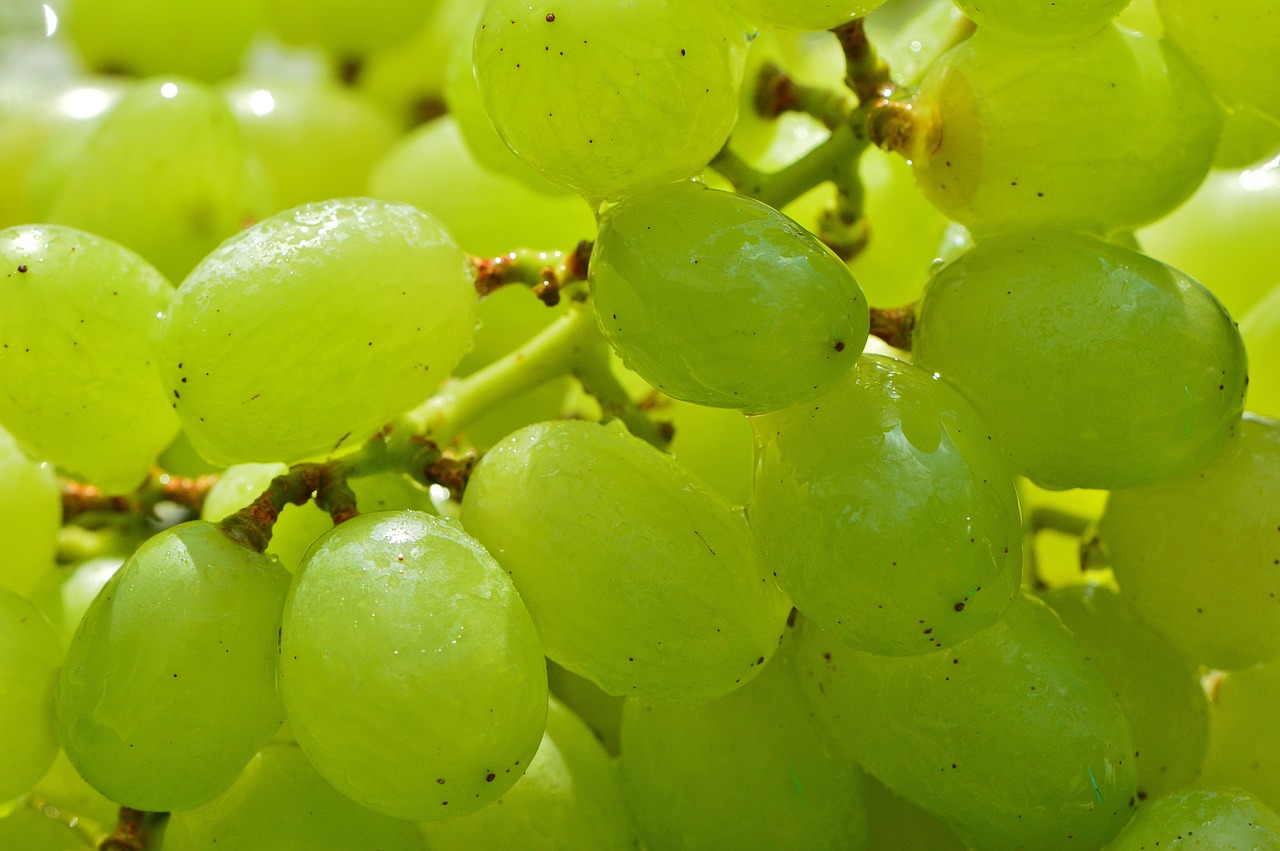 grapes fruits healthy free photo