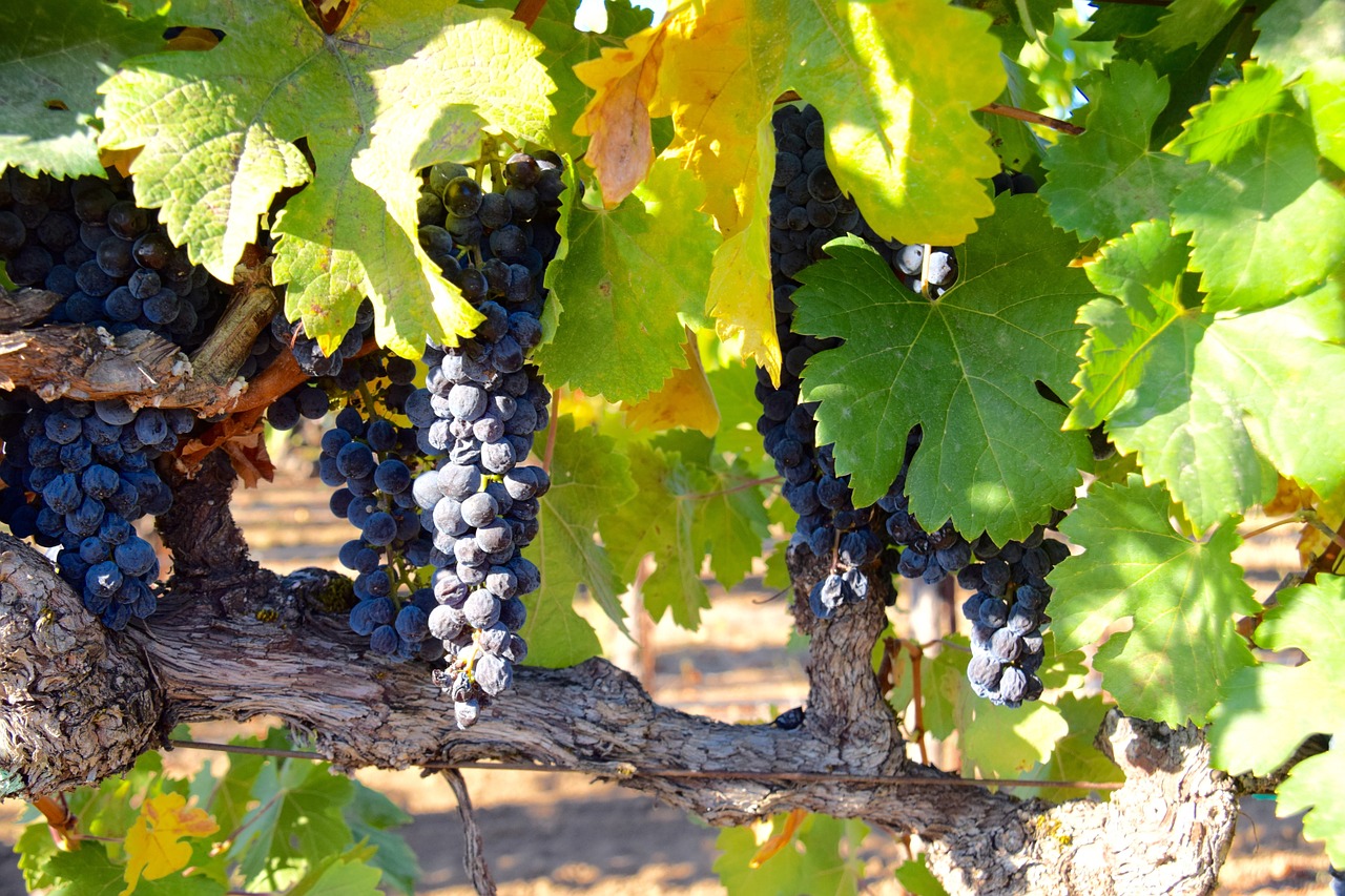 grapes vineyard vines free photo