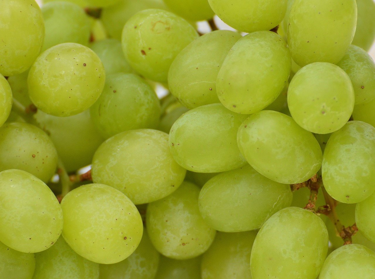 grapes fruits healthy free photo