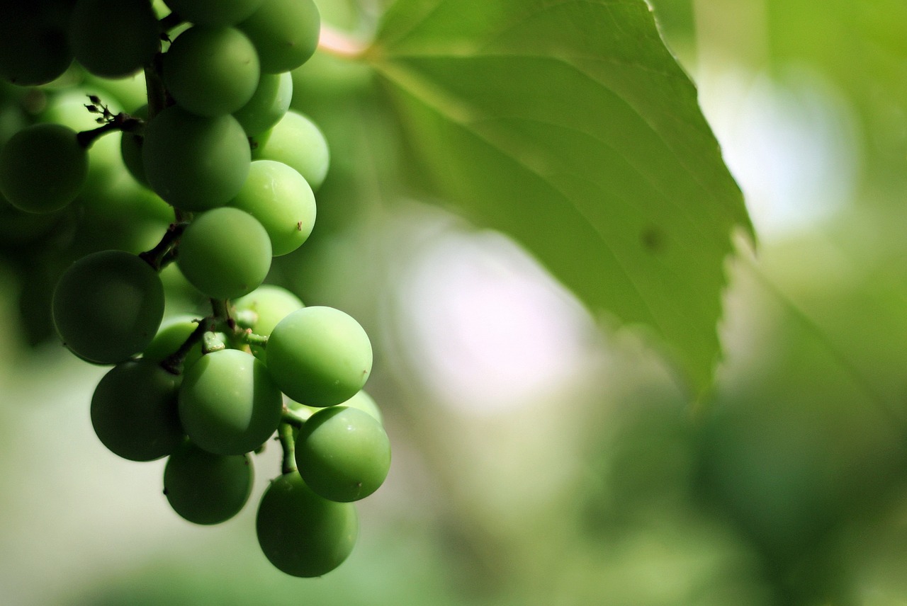 grapes green nature free photo