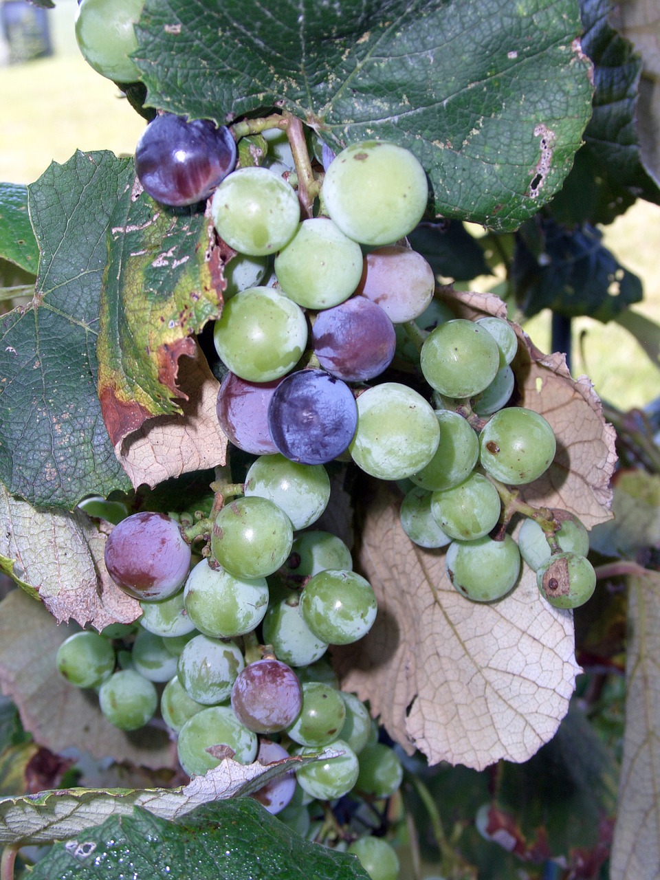 grapes fruit vine free photo