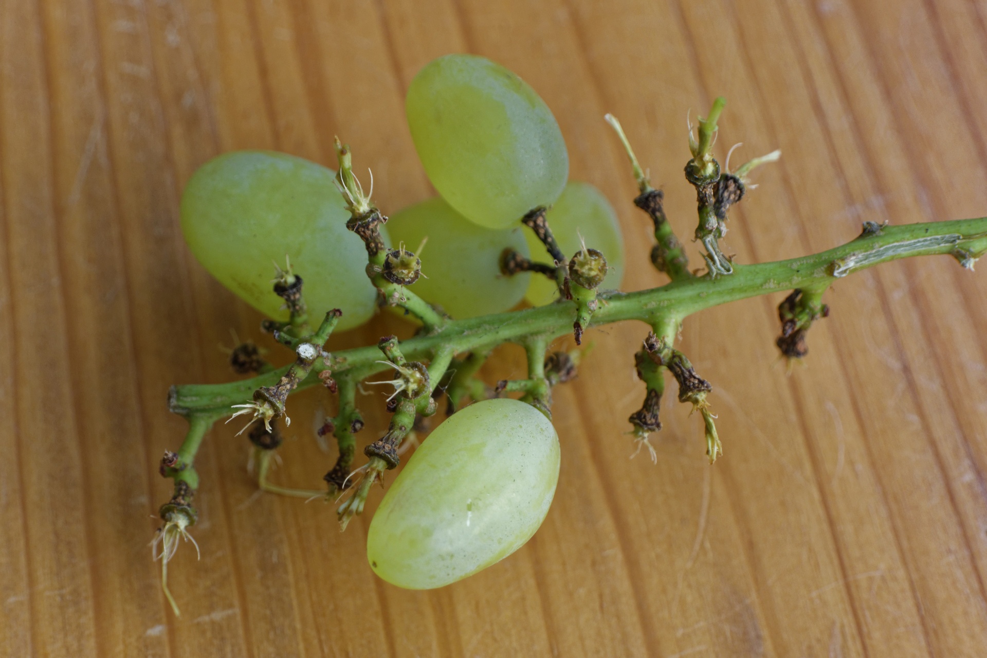 grapes grape stem table free photo