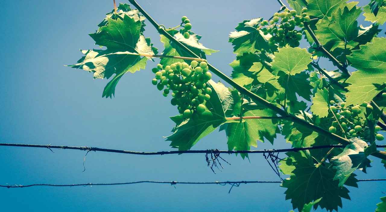 grapes vineyard agriculture free photo