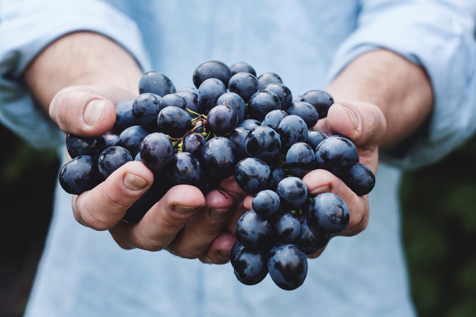 grapes black hands free photo