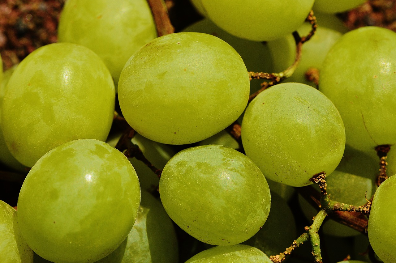 grapes fruit table grapes free photo