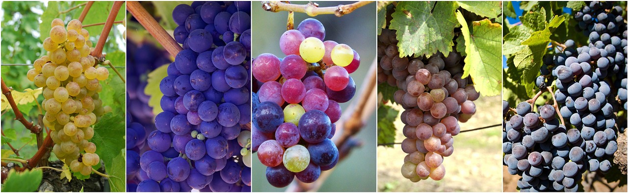 grapes food collage food free photo
