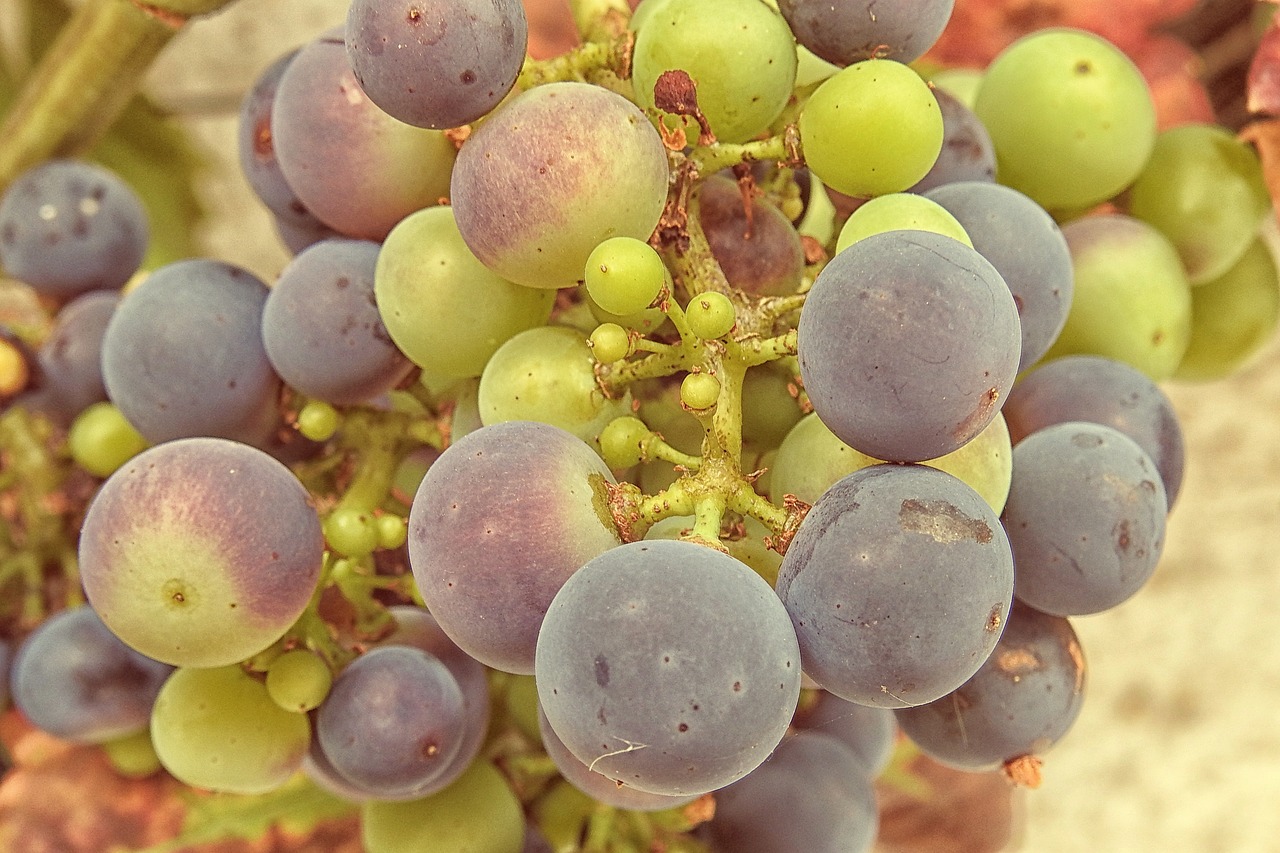 grapes grapevine vine free photo