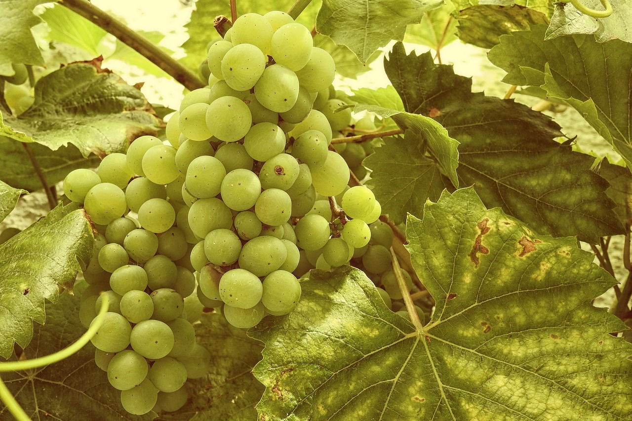 grapes grapevine vine free photo