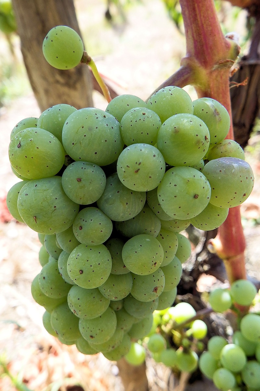 grapes grapevine rebstock free photo