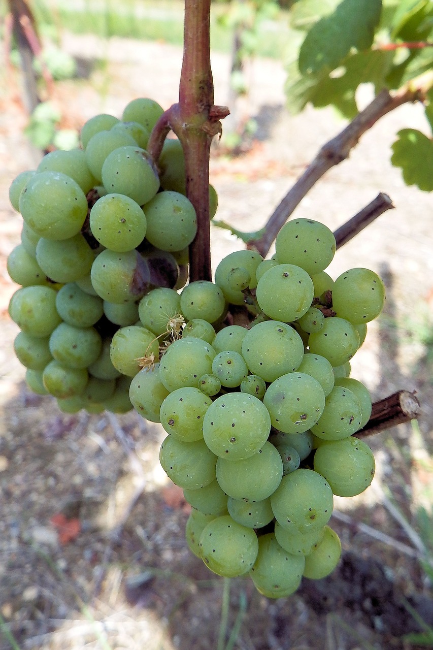 grapes grapevine rebstock free photo