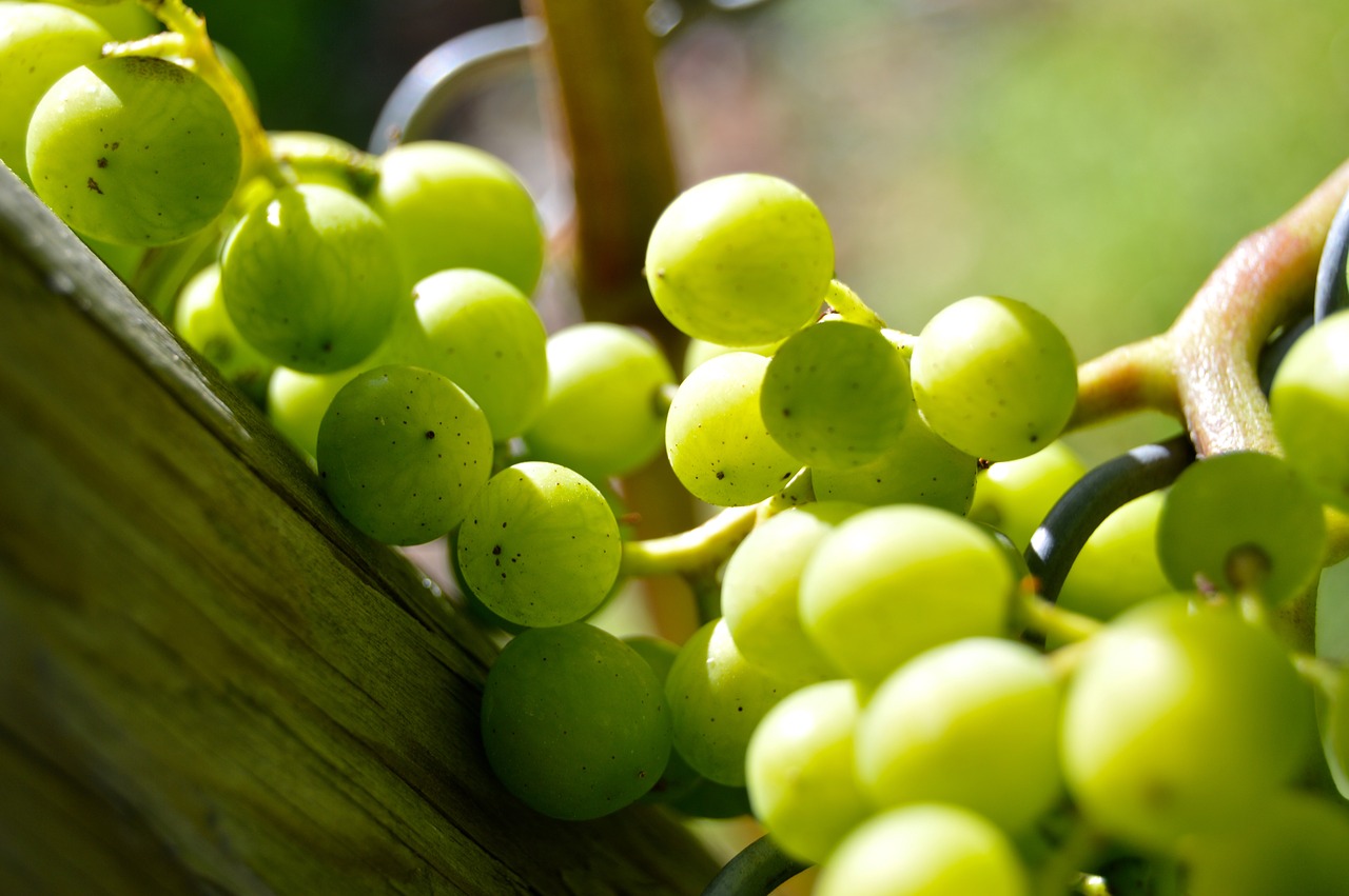 grapes henkel grape free photo