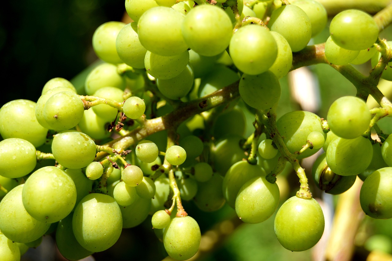 grapes henkel grape free photo