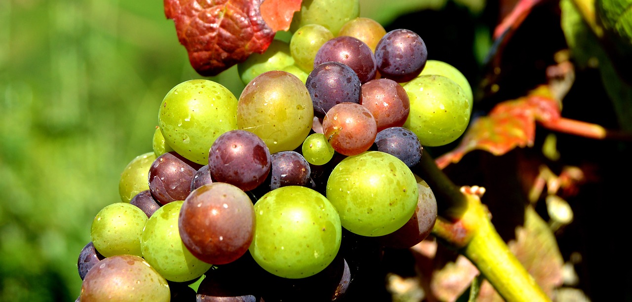 grapes detail berries free photo